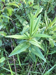 Gentiana alba