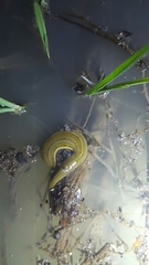 Whitmania edentula