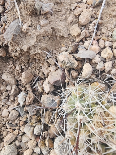 Great Basin Fishhook Cactus (Sclerocactus pubispinus)