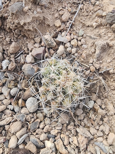 Sclerocactus pubispinus