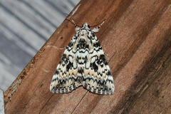 Catocala connubialis