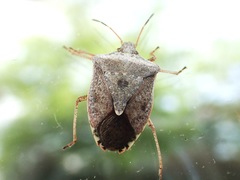 Euschistus servus euschistoides