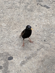 Sturnus vulgaris