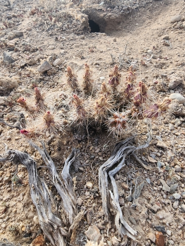 Image of Micropuntia pulchella by (c) Trevor Harding, some rights reserved (CC BY)