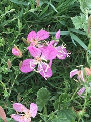 Oenothera canescens