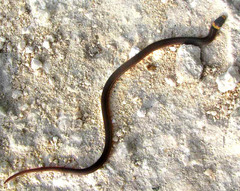 Peten Centipede Snake