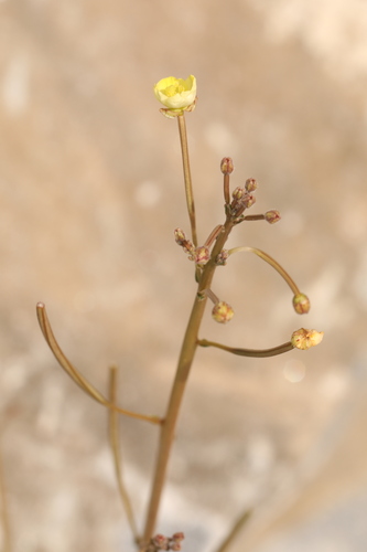 Image of Chylismia walkeri by (c) Steve Matson, some rights reserved (CC BY)