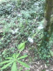 Galium odoratum