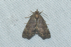 Cutina aluticolor