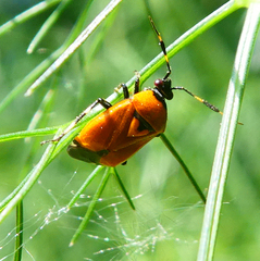Deraeocoris punctum