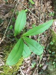 Clintonia