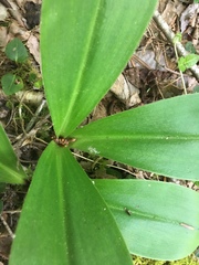 Clintonia