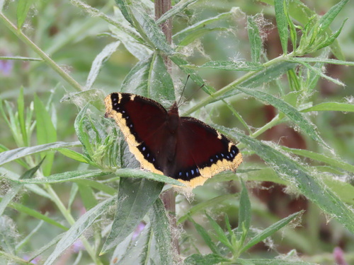iNaturalist observation photo of Mourning Cloak