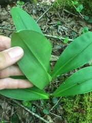 Clintonia