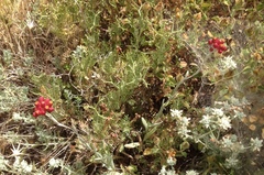 Helichrysum sanguineum