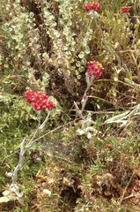 Helichrysum sanguineum