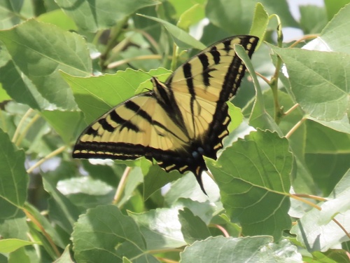 iNaturalist observation photo of Western Tiger Swallowtail