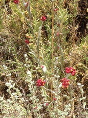 Helichrysum sanguineum