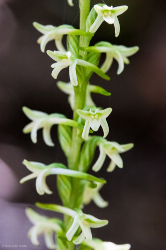 Platanthera transversa