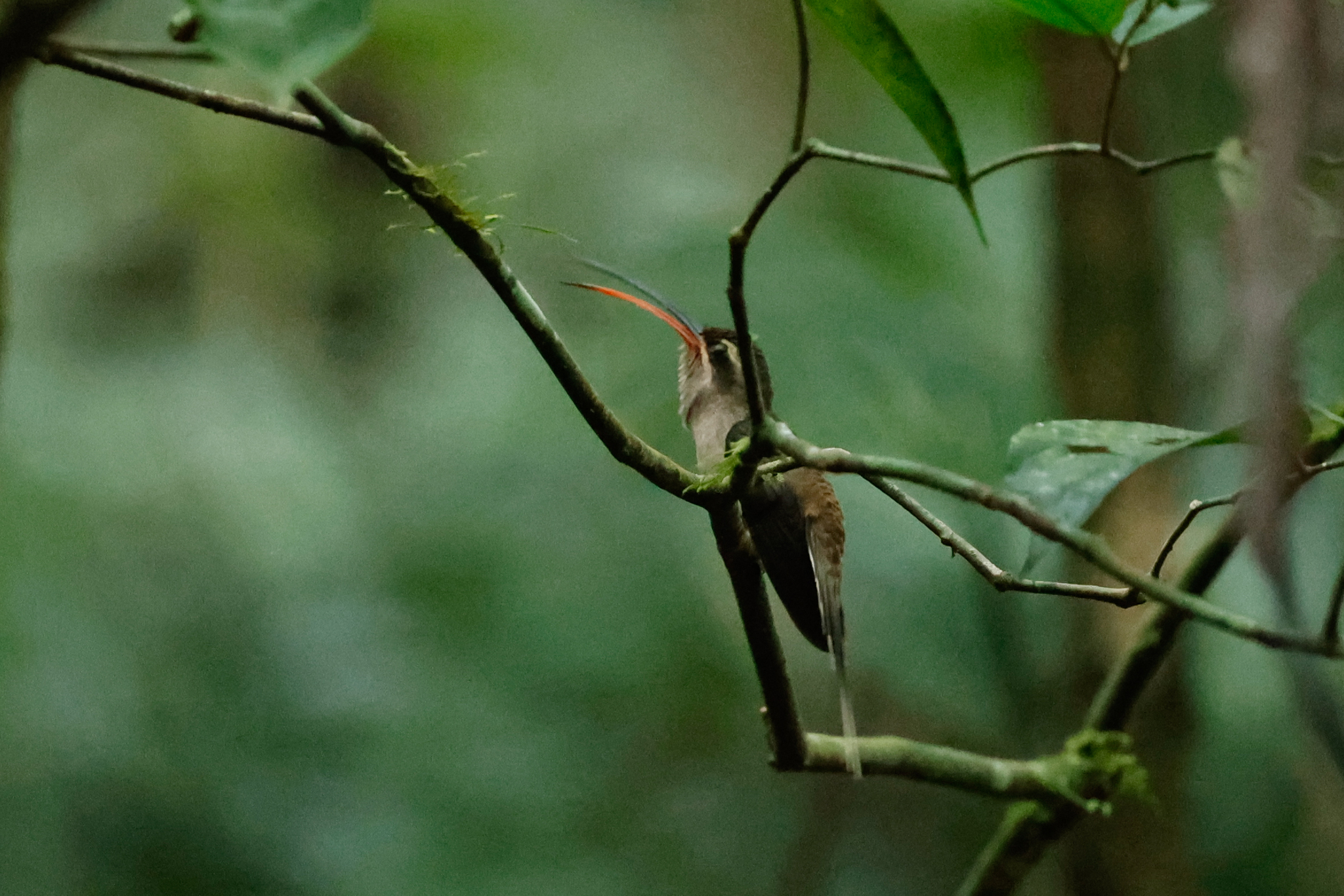 Great-billed Hermit (Phaethornis malaris), photo 6