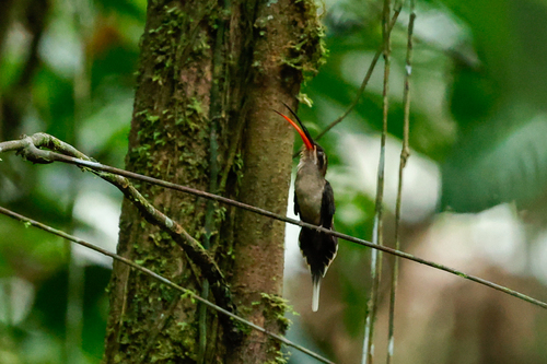 Great-billed Hermit (Phaethornis malaris), photo 4