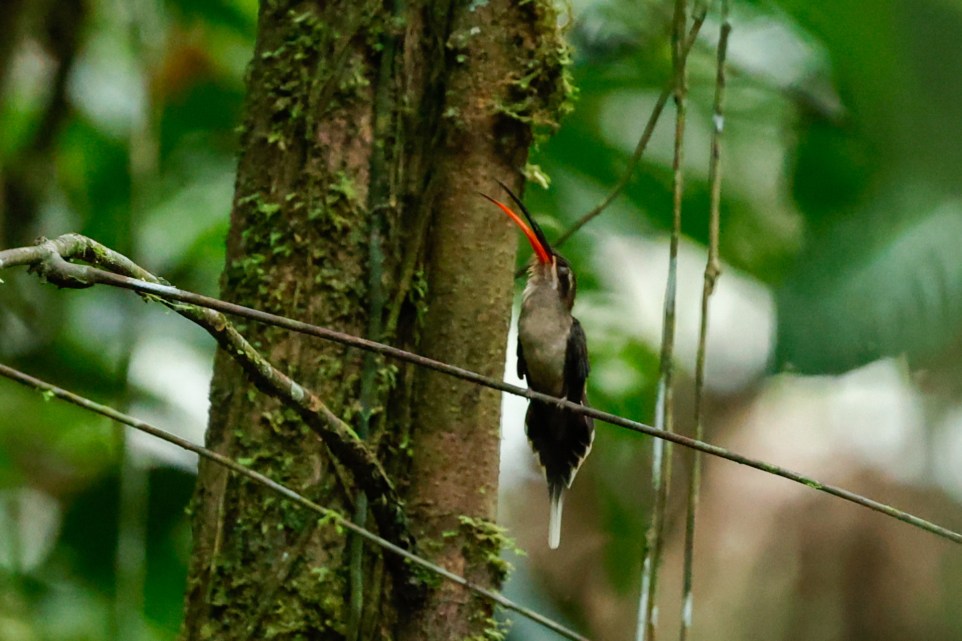 Great-billed Hermit (Phaethornis malaris), photo 5