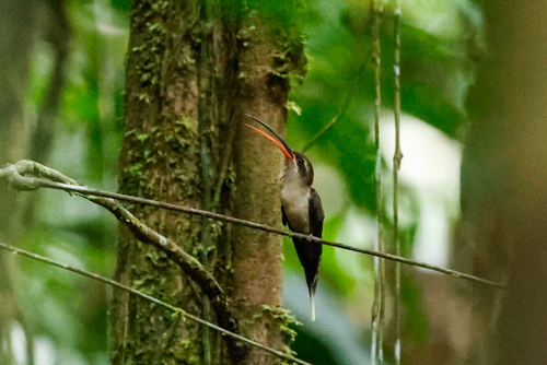 Great-billed Hermit (Phaethornis malaris), photo 3