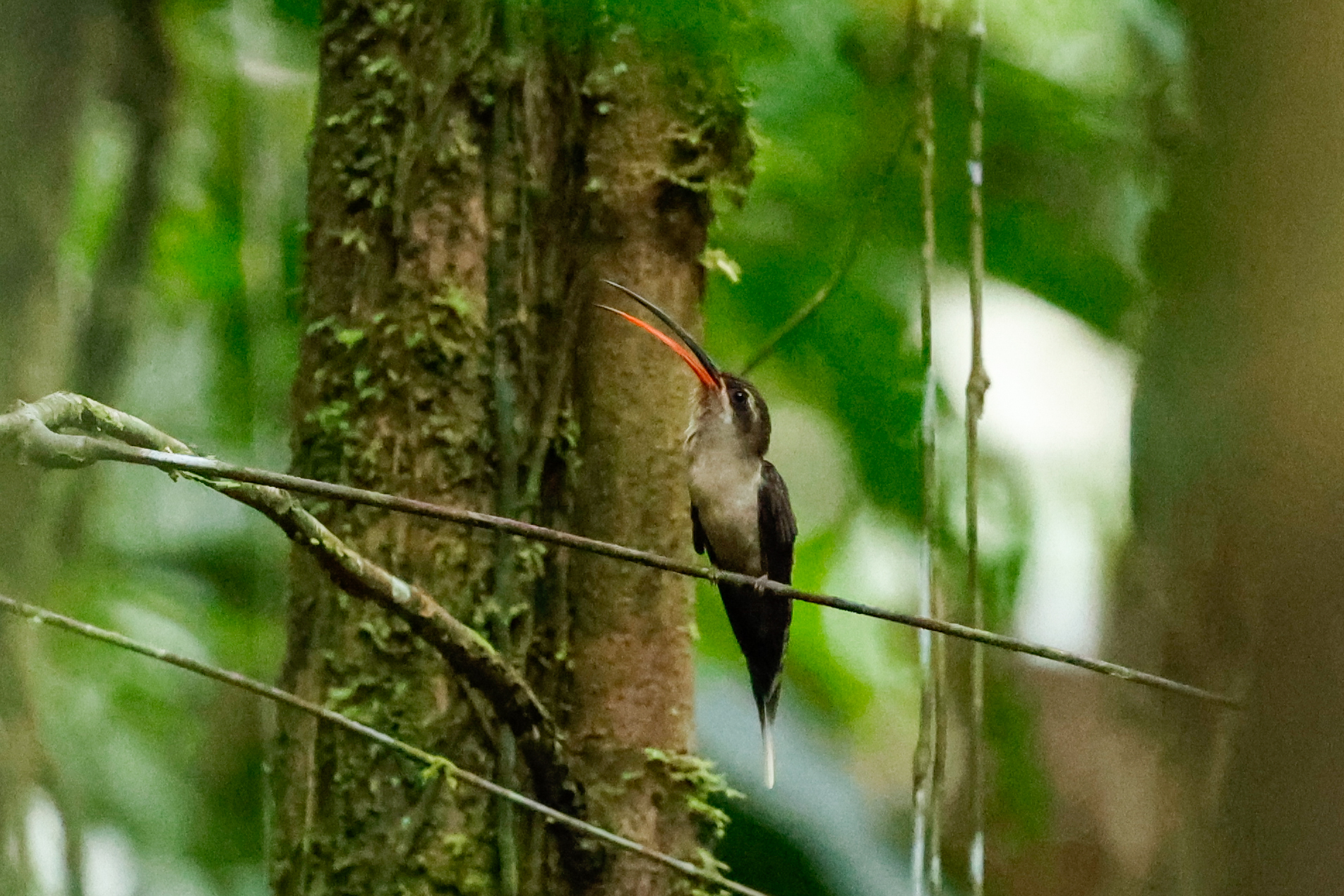 Great-billed Hermit (Phaethornis malaris), photo 4