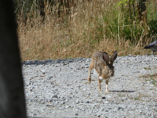 グラナダノウサギ