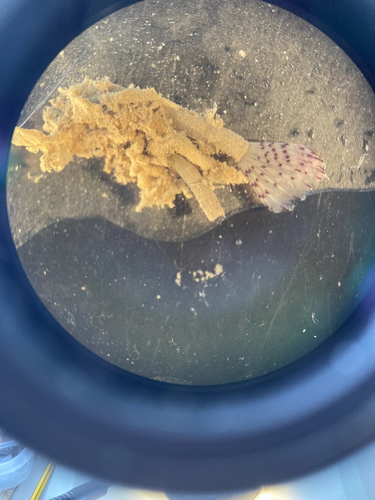 Bispira polyomma