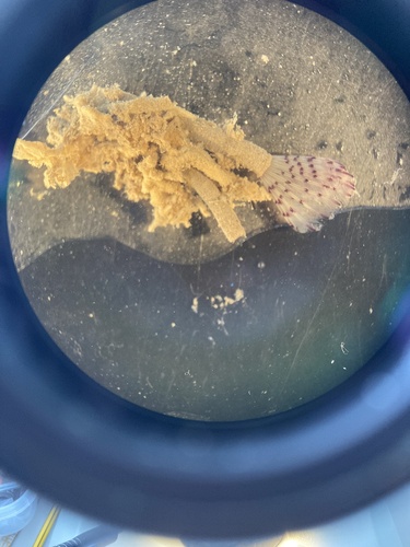 Bispira polyomma