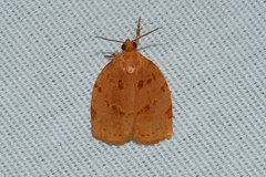 Archips rileyana