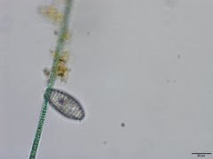 Planktothrix isothrix