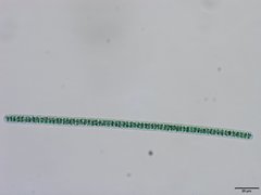 Planktothrix isothrix
