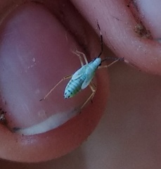 Cyllecoris histrionius