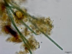 Planktothrix isothrix