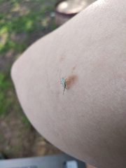 Cyllecoris histrionius