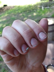 Cyllecoris histrionius