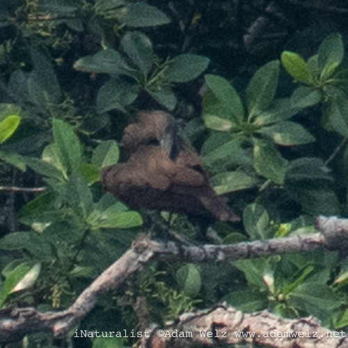 Hamerkop