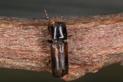 Xylobosca
