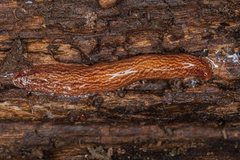 Australopacifica mortoni