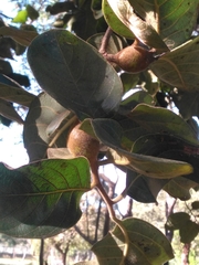 Diospyros hispida