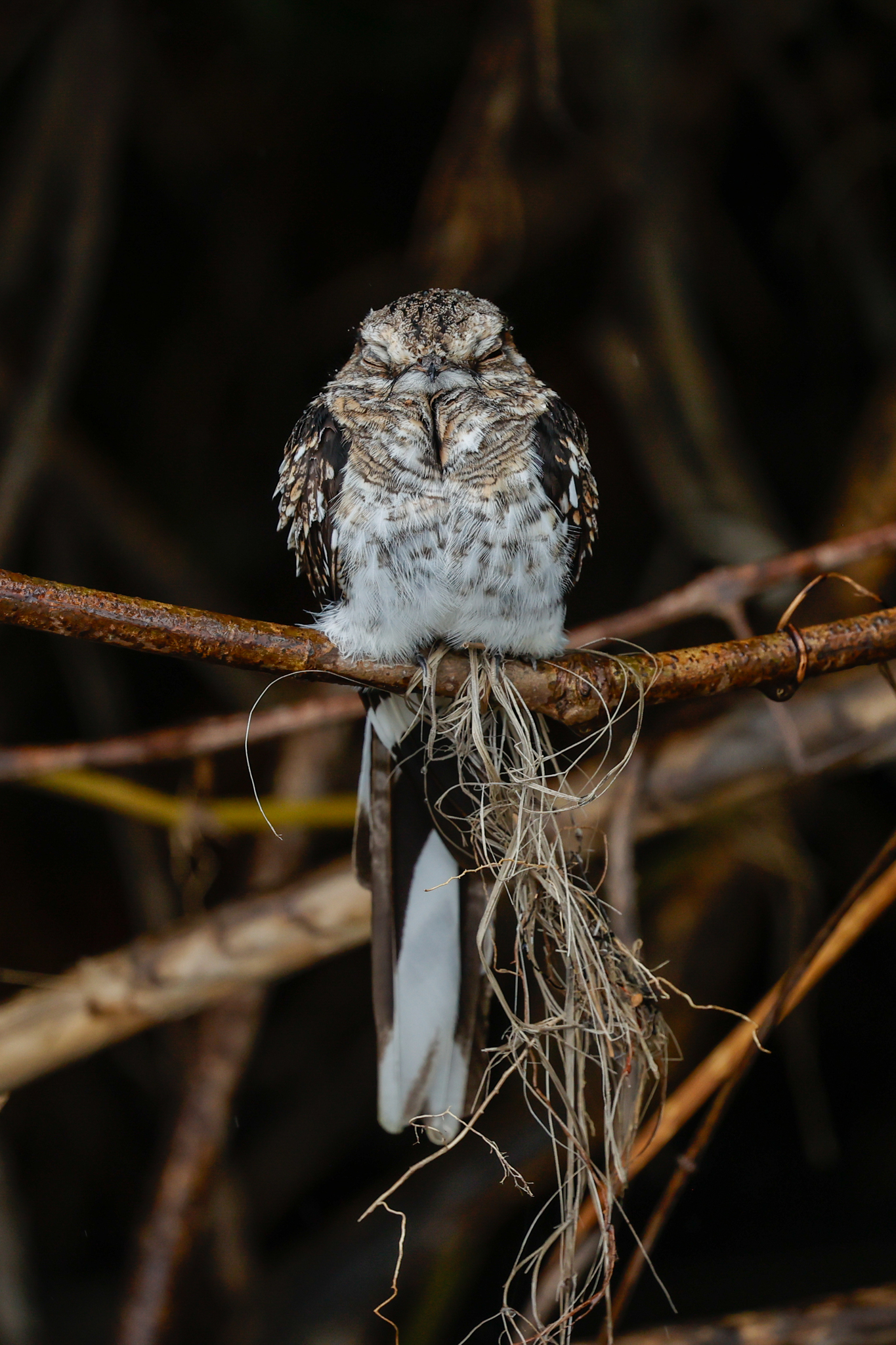 Ladder-tailed Nightjar (Hydropsalis climacocerca), photo 4