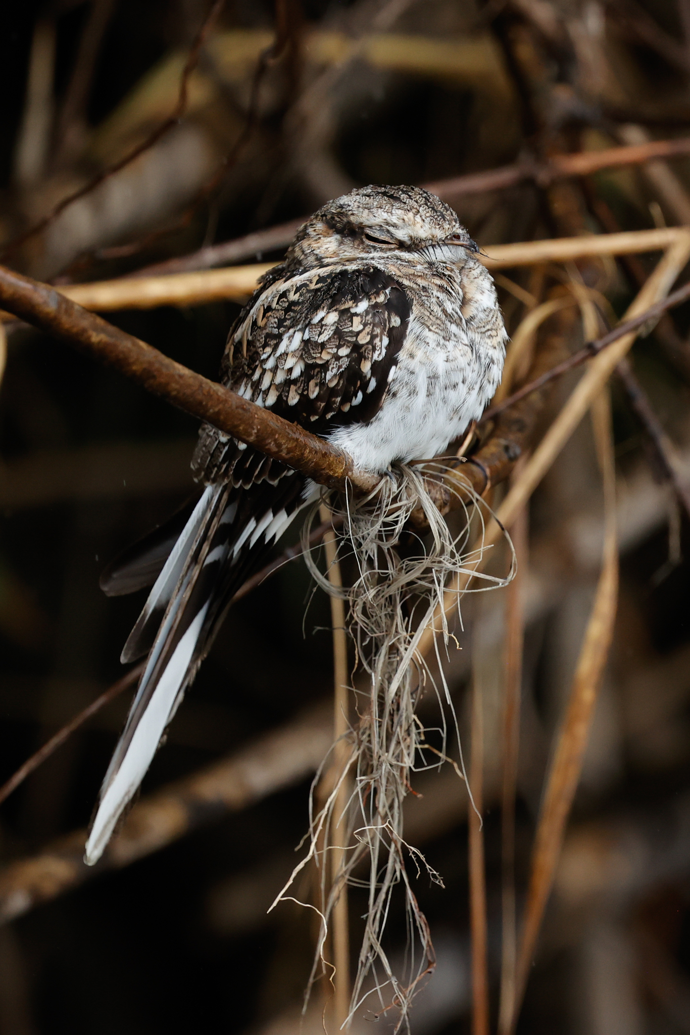Ladder-tailed Nightjar (Hydropsalis climacocerca), photo 3