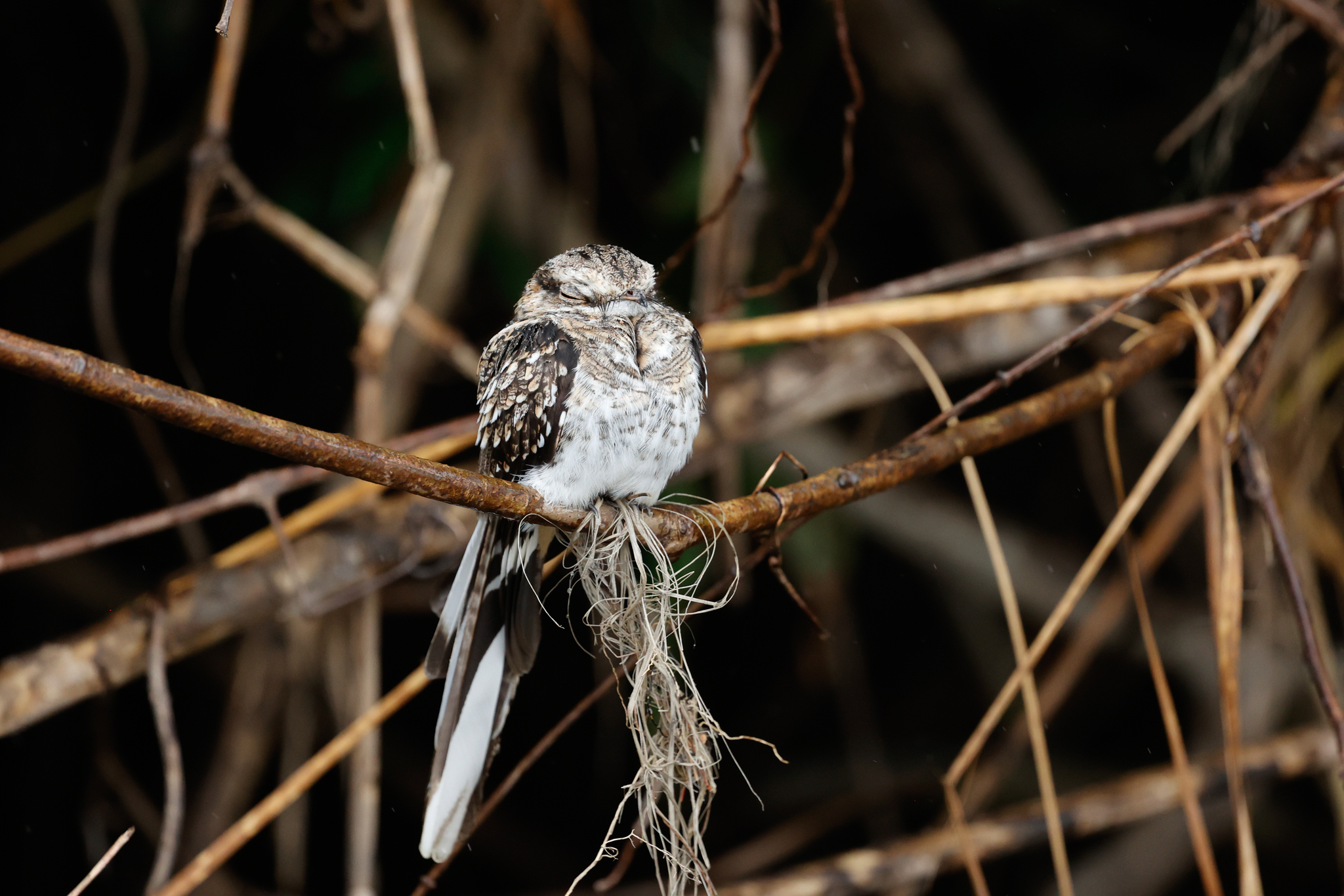 Ladder-tailed Nightjar (Hydropsalis climacocerca), photo 5