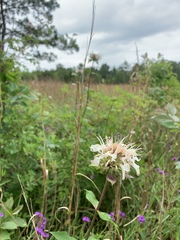 Monarda lindheimeri