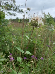Monarda lindheimeri