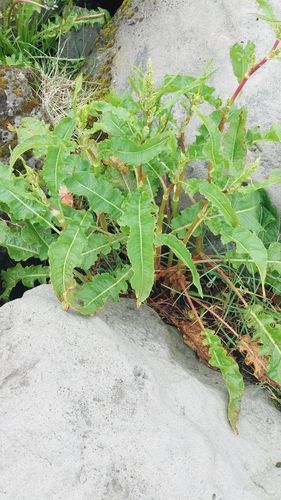 Dooryard dock (Rumex longifolius)