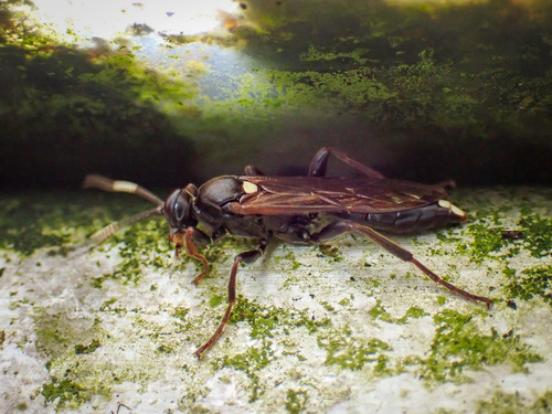 Ichneumon computatorius
