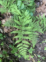 Athyrium asplenioides